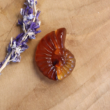 Kraal acryl - schelp amber