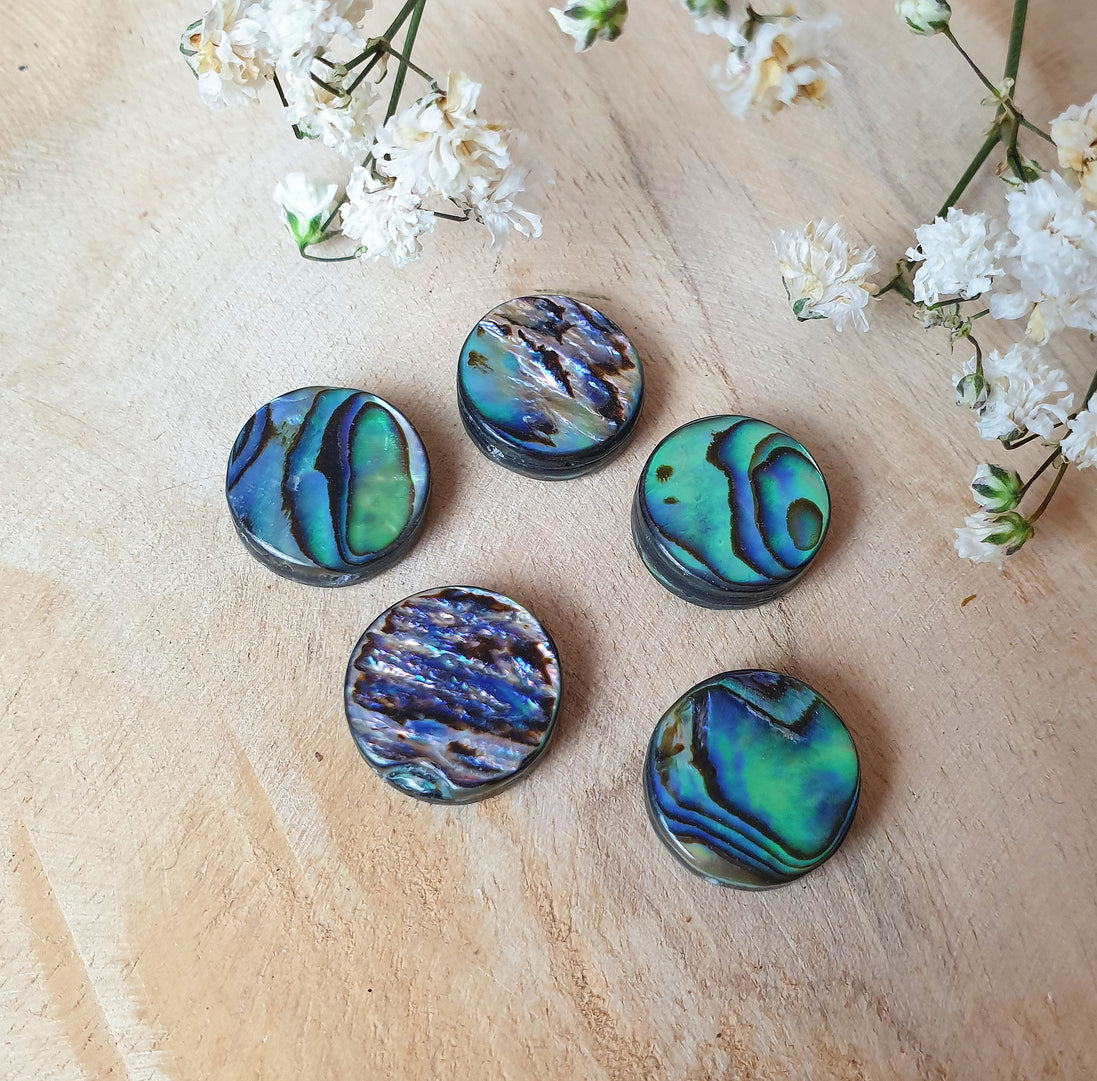 Abalone Muschel rund groß