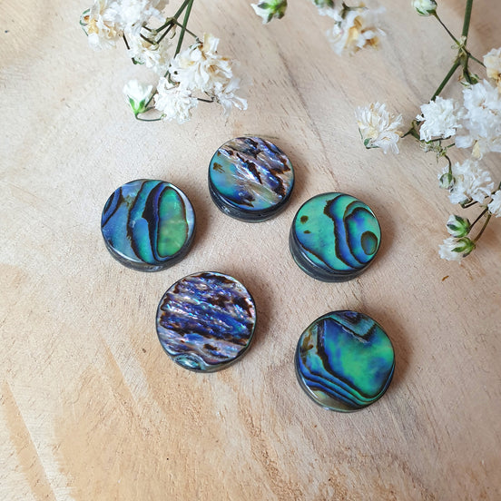 Abalone schelp rond groot