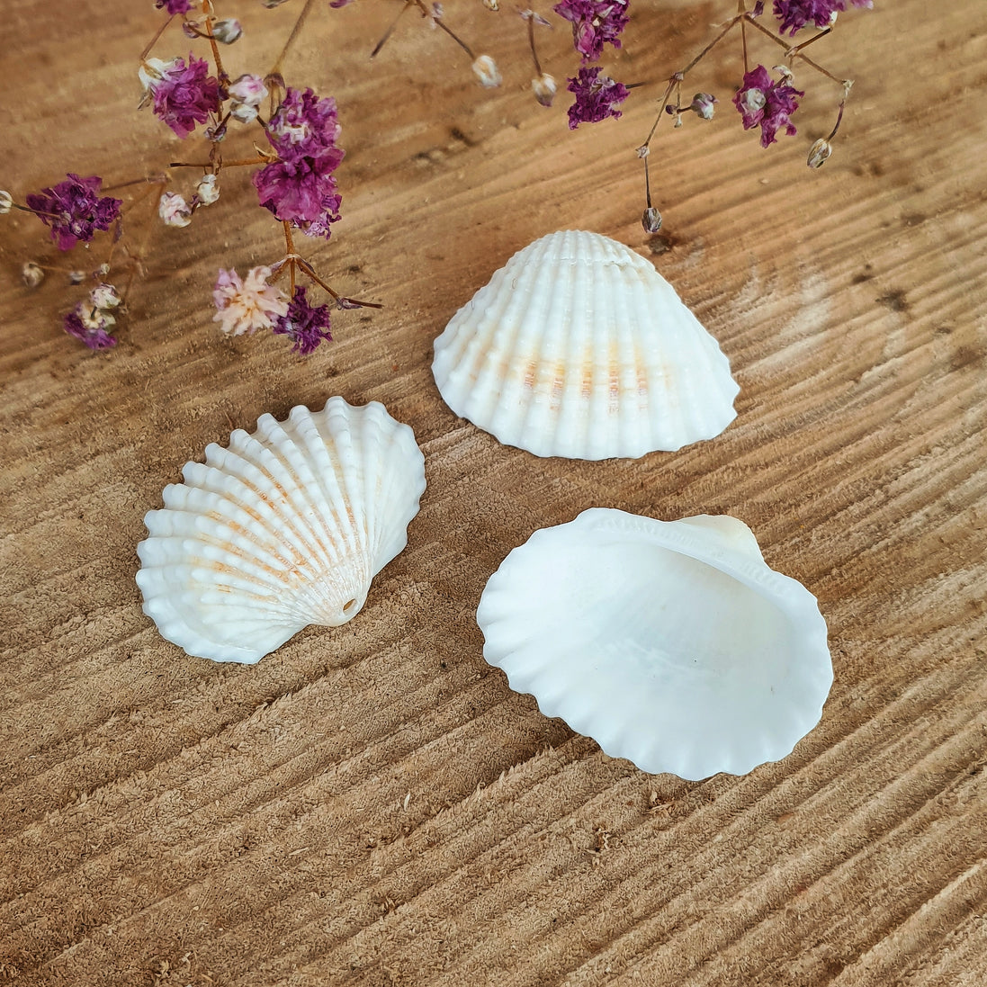 Strandmuschel