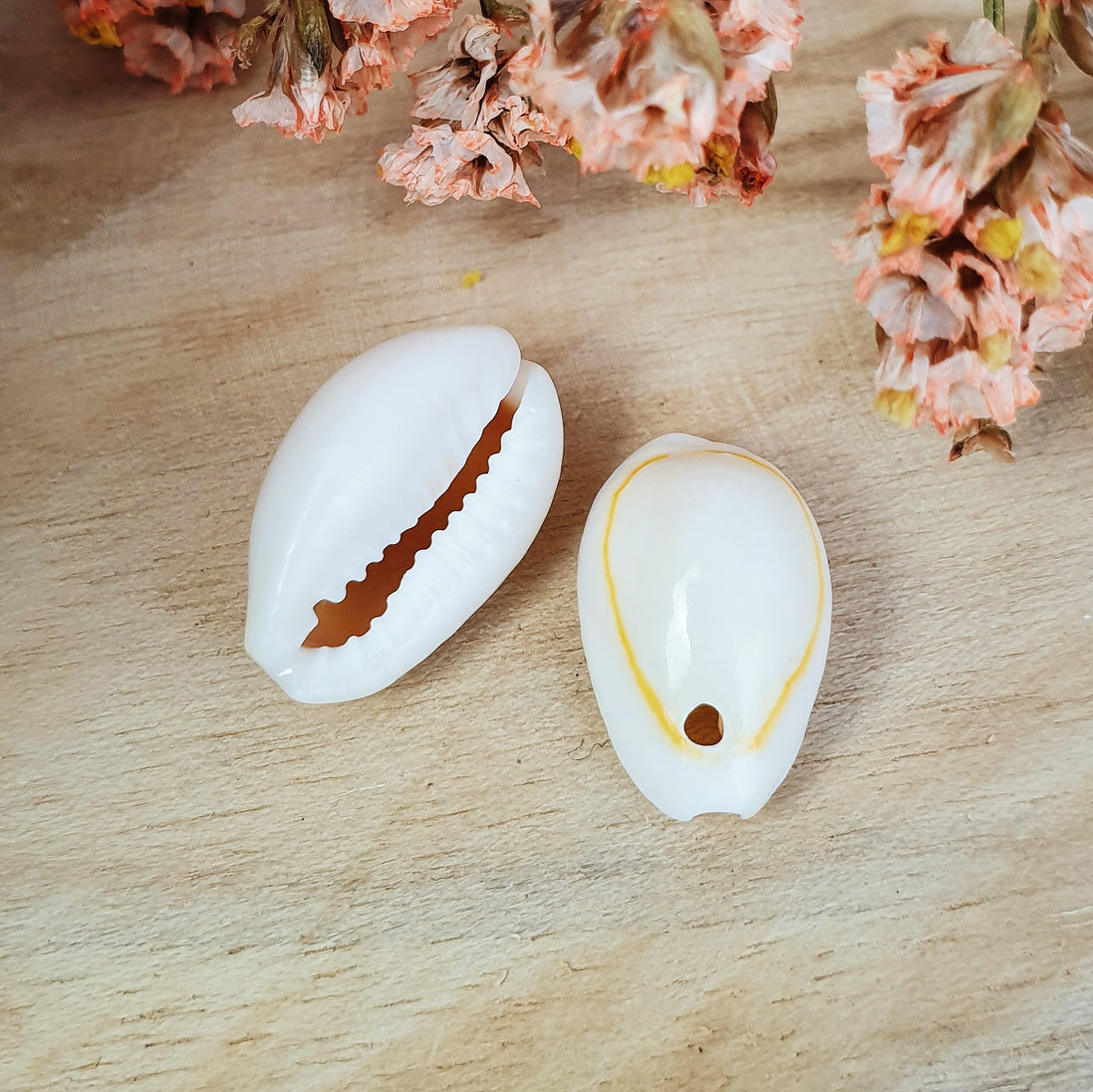 Kauri Muschel Charm 10 Stück