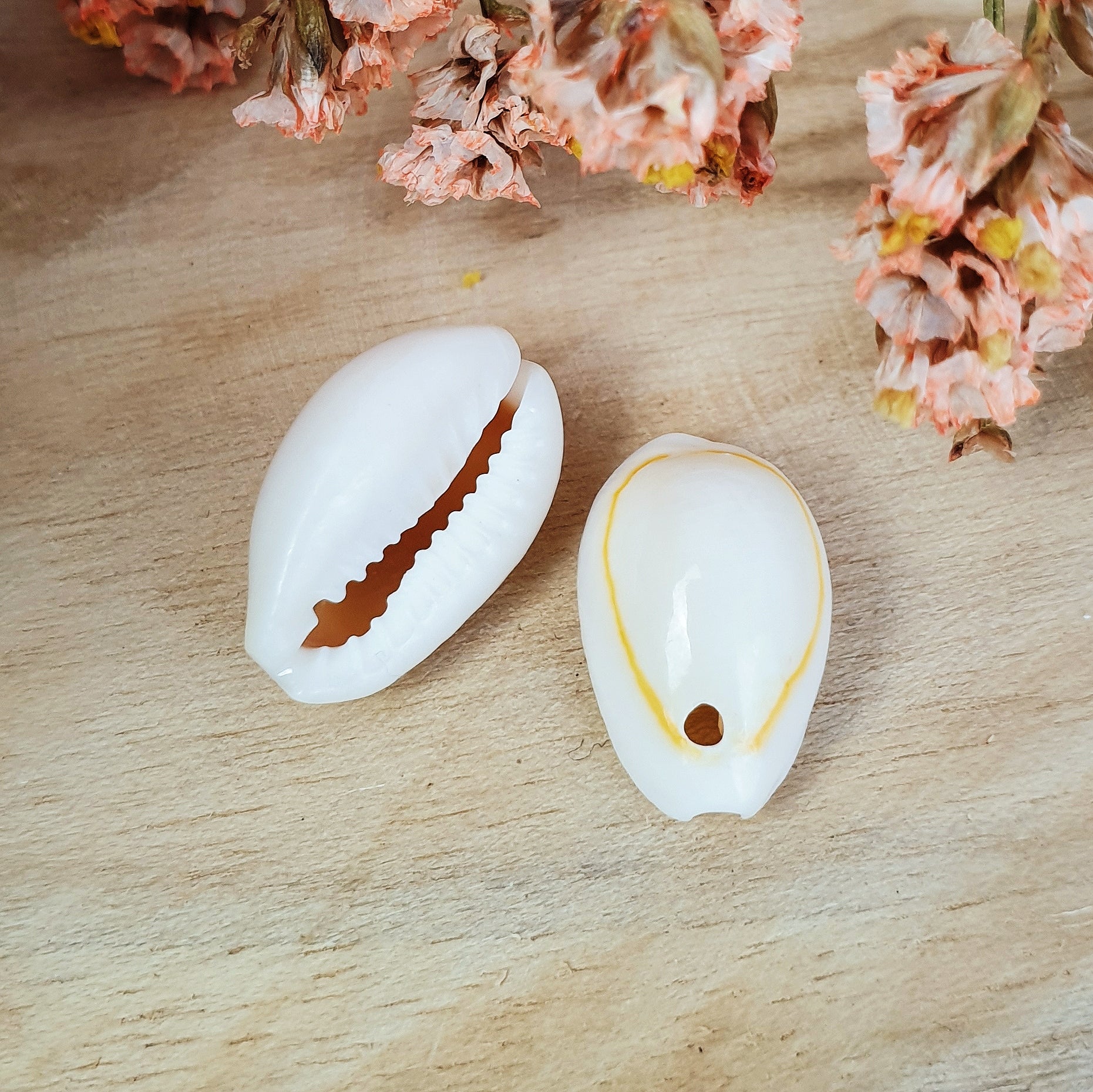 Kauri Muschel Charm 10 Stück