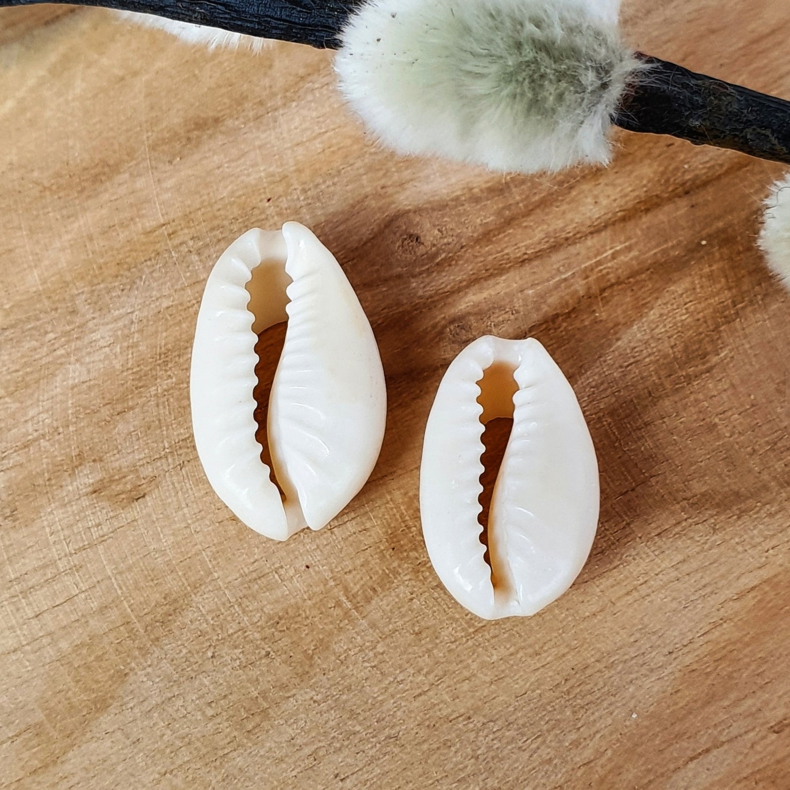 Kauri Muschel 10 Stück
