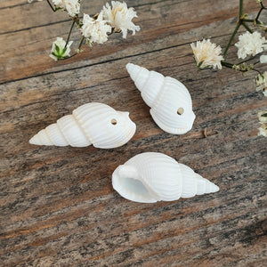 Trompet schelpje
