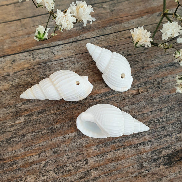 Trompet schelpje
